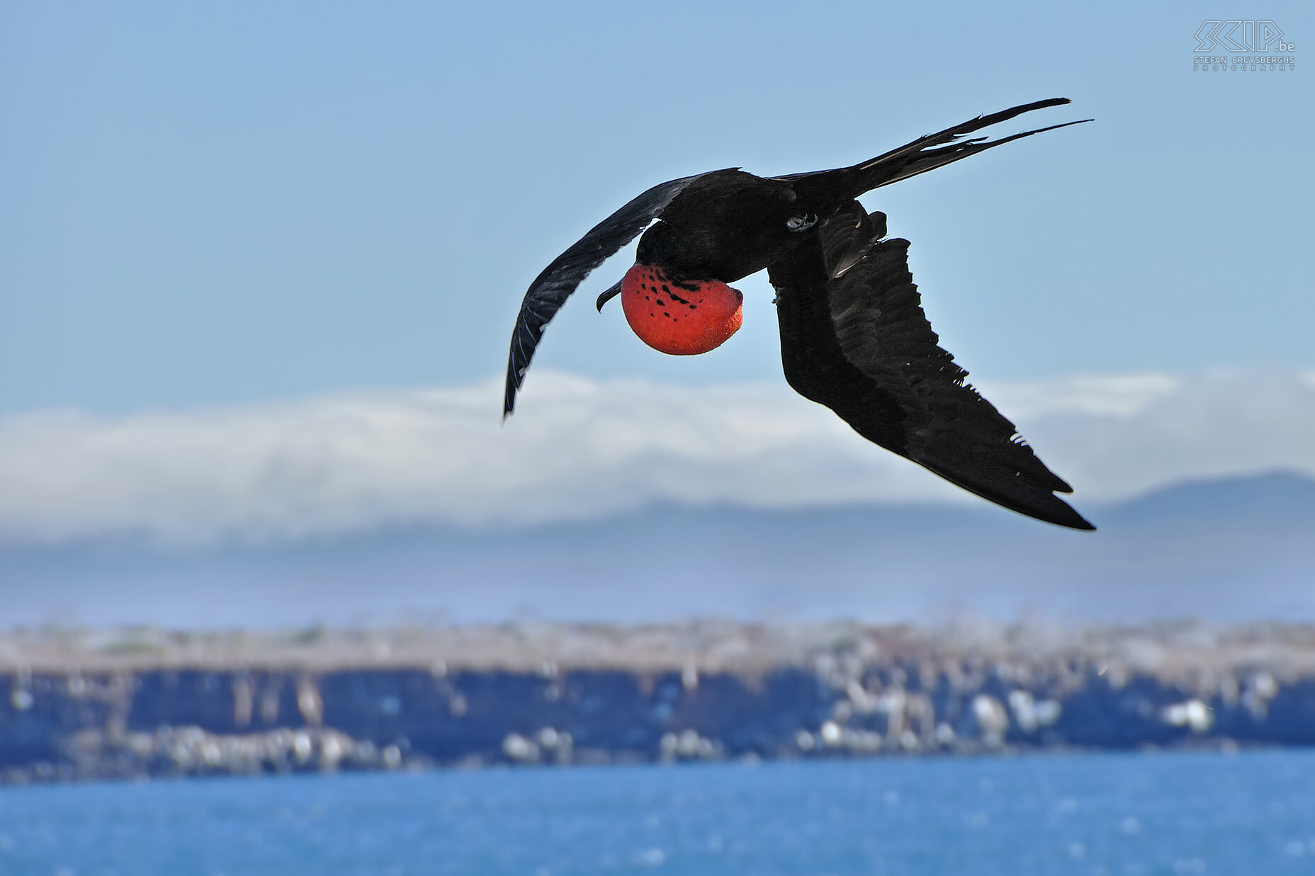 Galapagos - North Seymour - Fregatvogel Er leven op Galapágos-eilanden zo'n 1000 paartjes van fregatvogels in 12 kolonies. Deze luchtpiraten vissen al vliegend of ze stelen hun voedsel van andere vogels. Stefan Cruysberghs